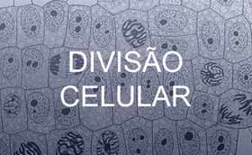 divisao-celular-280-172