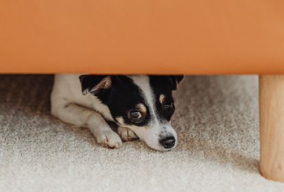 cachorro debaixo de sofá