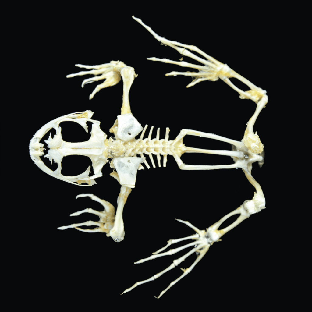 Biologia animal: Vertebrados