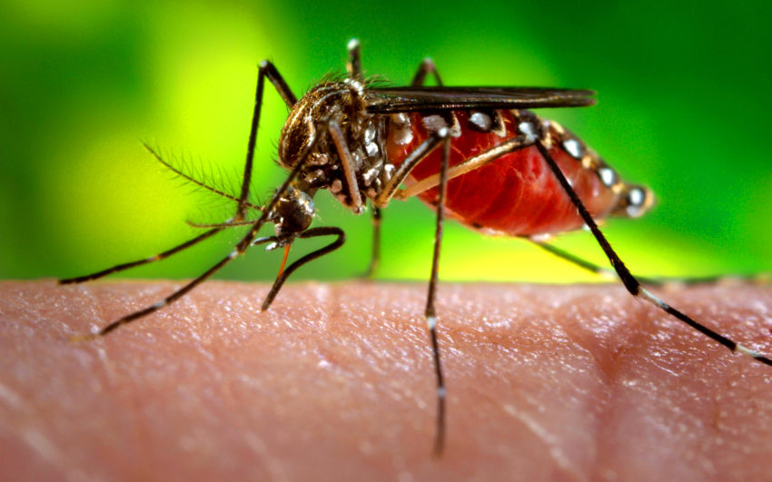 Mosquito Aedes aegypti