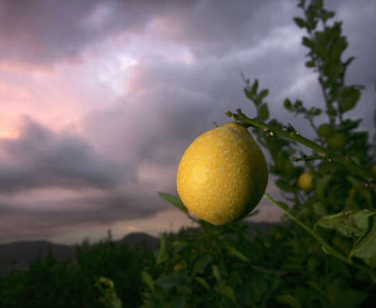 Do cultivo de plantas até as melhores técnicas para armazenar todos os nutrientes contidos na fruta, este é o curso para quem deseja se especializar em plantações de laranjas e limões, por exemplo. O estudante conclui a graduação com habilidades que serão utilizadas em fazendas e grandes produtoras de sucos e alimentos. Foto: Getty Images Do cultivo de plantas até as melhores técnicas para armazenar todos os nutrientes contidos na fruta, este é o curso para quem deseja se especializar em plantações de laranjas e limões, por exemplo. O estudante conclui a graduação com habilidades que serão utilizadas em fazendas e grandes produtoras de sucos e alimentos. Foto: Getty Images
