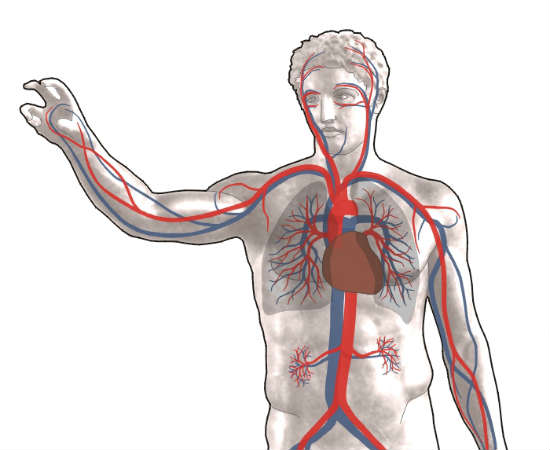 O médico especializado nesta área trabalha especialmente com artérias e veias. Foto: Wikicommons O médico especializado nesta área trabalha especialmente com artérias e veias. Foto: Wikicommons