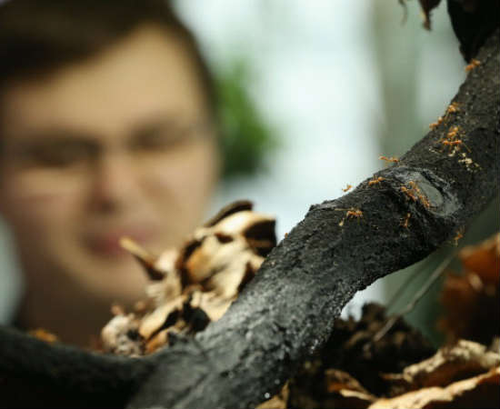 Essa graduação tem nome engraçado, mas existe de verdade. Este curso da University of Sheffield tem como foco o ciclo de vida das formigas, dedicando atenção especial à maneira que constroem seus habitats. O graduado tem qualificação de especialista nesta área. Foto: Getty Images Essa graduação tem nome engraçado, mas existe de verdade. Este curso da University of Sheffield tem como foco o ciclo de vida das formigas, dedicando atenção especial à maneira que constroem seus habitats. O graduado tem qualificação de especialista nesta área. Foto: Getty Images