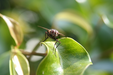 Esalq-USP tem inscrições abertas para pós-doutorado em Agronomia