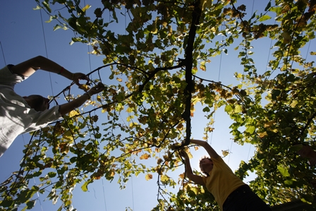 Unesp Botucatu oferece oportunidade de pós-doutorado em Agronomia