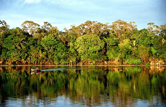 AMAZONIA - Maior bioma brasileiro, a Amazônia ocupa quase metade do território nacional (49,29%) e cobre totalmente os estados do Acre, Amapá, Amazonas, Pará e Roraima, além de estar presente em Rondônia, Mato Grosso, Maranhão e Tocantins. Marcada pela bacia amazônica, a vegetação desse bioma se caracteriza por árvores altas, matas de várzea e igapós. Quase metade das espécies vivas do Brasil estão na Amazônia. AMAZONIA - Maior bioma brasileiro, a Amazônia ocupa quase metade do território nacional (49,29%) e cobre totalmente os estados do Acre, Amapá, Amazonas, Pará e Roraima, além de estar presente em Rondônia, Mato Grosso, Maranhão e Tocantins. Marcada pela bacia amazônica, a vegetação desse bioma se caracteriza por árvores altas, matas de várzea e igapós. Quase metade das espécies vivas do Brasil estão na Amazônia.