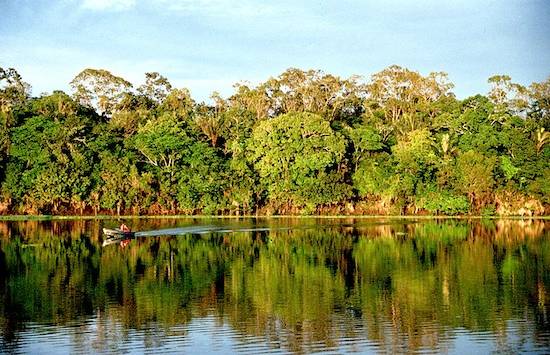 AMAZONIA - Maior bioma brasileiro, a Amaz&ocirc;nia ocupa quase metade do territ&oacute;rio nacional (49,29%) e cobre totalmente os estados do Acre, Amap&aacute;, Amazonas, Par&aacute; e Roraima, al&eacute;m de estar presente em Rond&ocirc;nia, Mato Grosso, Maranh&atilde;o e Tocantins. Marcada pela bacia amaz&ocirc;nica, a vegeta&ccedil;&atilde;o desse bioma se caracteriza por &aacute;rvores altas, matas de v&aacute;rzea e igap&oacute;s. Quase metade das esp&eacute;cies vivas do Brasil est&atilde;o na Amaz&ocirc;nia.
