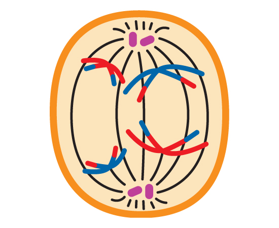 Guia do Estudante - Biologia - 2013 Guia do Estudante - Biologia - 2013