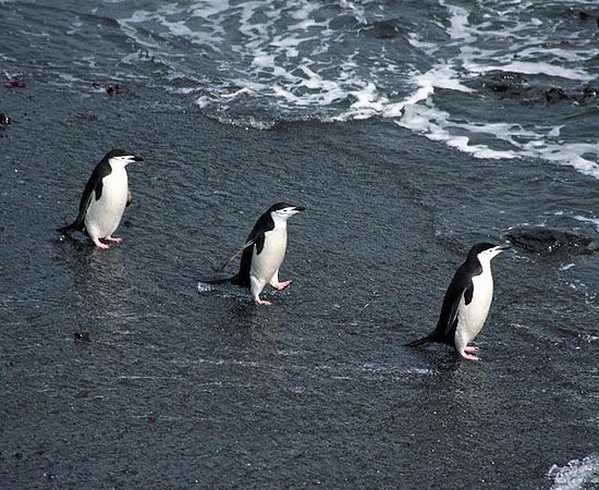 ANTÁRTICA - Estude os detalhes sobre o continente de gelo. ANTÁRTICA - Estude os detalhes sobre o continente de gelo.