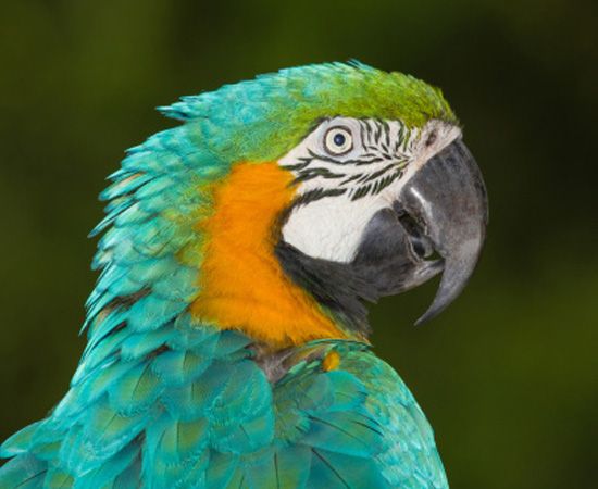 Bípedes, ovíparos, com pele revestida de penas, bico e ossos pneumáticos. São endotérmicos (de sangue quente) e cordados. Bípedes, ovíparos, com pele revestida de penas, bico e ossos pneumáticos. São endotérmicos (de sangue quente) e cordados.