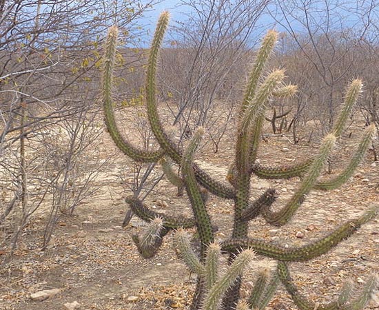 CAATINGA - Estude os detalhes sobre este bioma de diversidade única. CAATINGA - Estude os detalhes sobre este bioma de diversidade única.