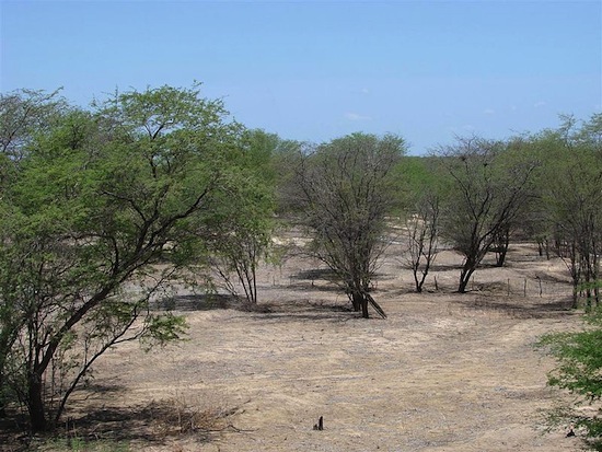 CAATINGA - Esse é o principal bioma do nordeste, estando presente no Ceará, Rio Grande do Norte, Paraíba, Pernambuco, Piauí, Bahia, Sergipe, Alagoas, Maranhão e em 2% do estado de Minas Gerais. Apresenta vegetação de savana estépica, espinhosa e decidual, além de áreas serranas e brejos. Uma marca típica da região é o regime de chuvas, marcado por longos períodos de estiagem, seguido de chuvas intermitentes e um de seca curta seguido de chuvas torrenciais.