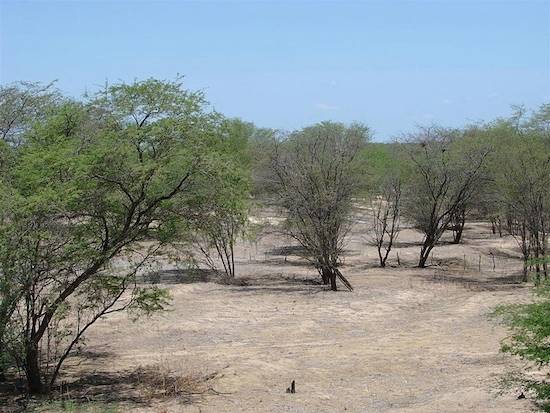 CAATINGA - Esse &eacute; o principal bioma do nordeste, estando presente no Cear&aacute;, Rio Grande do Norte, Para&iacute;ba, Pernambuco, Piau&iacute;, Bahia, Sergipe, Alagoas, Maranh&atilde;o e em 2% do estado de Minas Gerais. Apresenta vegeta&ccedil;&atilde;o de savana est&eacute;pica, espinhosa e decidual, al&eacute;m de &aacute;reas serranas e brejos. Uma marca t&iacute;pica da regi&atilde;o &eacute; o regime de chuvas, marcado por longos per&iacute;odos de estiagem, seguido de chuvas intermitentes e um de seca curta seguido de chuvas torrenciais.
