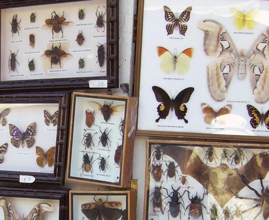 CLASSIFICAÇÃO CIENTÍFICA - Estude sobre taxonomia moderna, distribuição de reinos, bases de classificação e nomenclatura. CLASSIFICAÇÃO CIENTÍFICA - Estude sobre taxonomia moderna, distribuição de reinos, bases de classificação e nomenclatura.