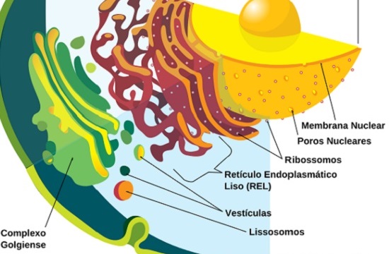 Os vacúolos: são estruturas que armazenam substâncias diversas. Já os leucoplastos armazenam amido. Enquanto isso, o complexo de Golgi é formado por diversas vesículas achatadas e circulares e ajuda na síntese de carboidratos. (Foto: Creative Commons)