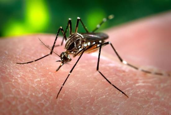 Duas doenças endêmicas no Brasil, a Dengue e a Febre Amarela são transmitidas pelo mesmo vetor, o mosquito Aedes aegypti. A Febre Amarela é mais comum em zonas rurais das regiões Norte e Centro-Oeste, e também nos estados de MA, PI, BA, MG, SP, PR, SC e RS. Os sintomas são dores de cabeça e no corpo, febre alta e olhos e pele amarelados. Pode ser prevenida através de vacina e leva à morte em 50% dos casos. Já a Dengue é comum em todo território nacional. Os sintomas são febre baixa, dores de cabeça e no corpo, náuseas e sangramentos no caso da Dengue Hemorrágica. Ainda não existe vacina para a doença. O risco de morte é de até 20% para a Dengue Hemorrágica e 1% para a versão clássica. (Foto: Creative Commons) Duas doenças endêmicas no Brasil, a Dengue e a Febre Amarela são transmitidas pelo mesmo vetor, o mosquito Aedes aegypti. A Febre Amarela é mais comum em zonas rurais das regiões Norte e Centro-Oeste, e também nos estados de MA, PI, BA, MG, SP, PR, SC e RS. Os sintomas são dores de cabeça e no corpo, febre alta e olhos e pele amarelados. Pode ser prevenida através de vacina e leva à morte em 50% dos casos. Já a Dengue é comum em todo território nacional. Os sintomas são febre baixa, dores de cabeça e no corpo, náuseas e sangramentos no caso da Dengue Hemorrágica. Ainda não existe vacina para a doença. O risco de morte é de até 20% para a Dengue Hemorrágica e 1% para a versão clássica. (Foto: Creative Commons)