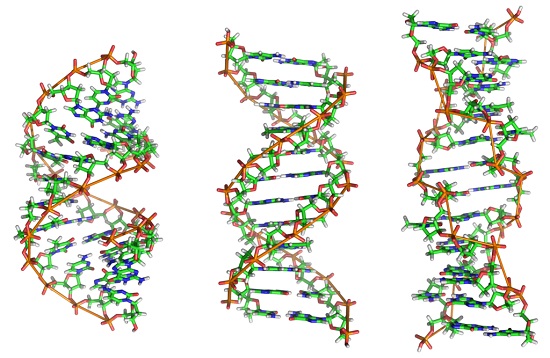 Essas células apresentam também maior quantidade de DNA. Os cromossomos ficam separados do citoplasma pelo envoltório nuclear. (Foto: Creative Commons)