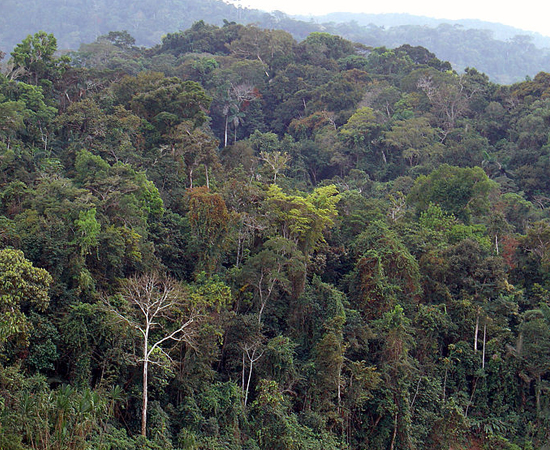 Foto: Martin Saint-Aman / Wikimedia Commons Foto: Martin Saint-Aman / Wikimedia Commons