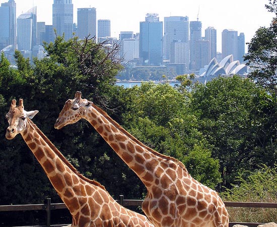 ECOLOGIA - Estude sobre biodiversidade e desenvolvimento sustentável. ECOLOGIA - Estude sobre biodiversidade e desenvolvimento sustentável.
