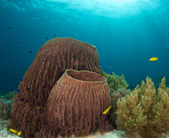 São as esponjas, que têm poros e canais para circulação da água e nutrientes. São invertebrados. São as esponjas, que têm poros e canais para circulação da água e nutrientes. São invertebrados.