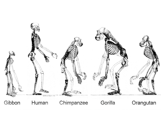 Foto: Domínio Público Foto: Domínio Público