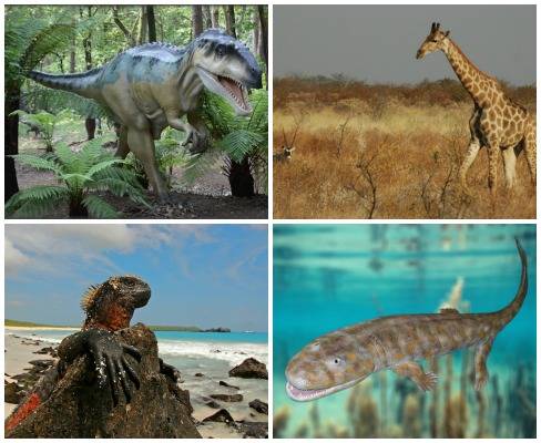 Hoje bem aceita tanto no meio cient&iacute;fico quanto pelo senso comum, a Teoria da Evolu&ccedil;&atilde;o, desenvolvida por Charles Darwin em 1858, causou pol&ecirc;mica na &eacute;poca, principalmente por parte de setores religiosos. Veja agora 10 coisas que voc&ecirc; precisa saber sobre a teoria.
