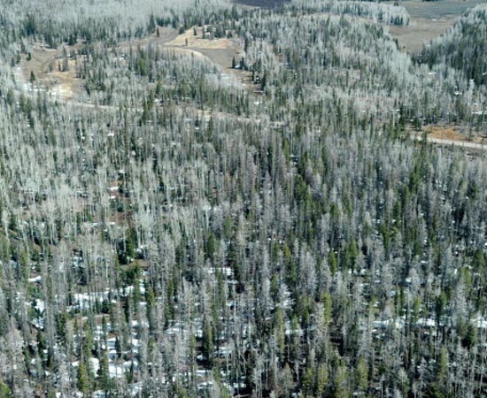 FLORESTA DE CONÍFERAS - Estude sobre as características deste tipo de vegetação.