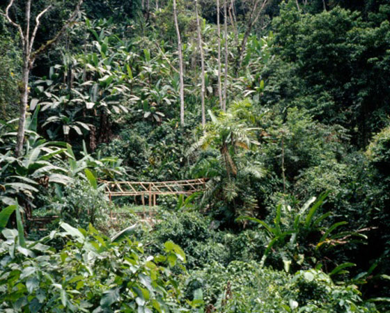 <strong>Floresta Tropical - </strong>Esse tipo de flora é um grande conhecido nosso, basta pensar na Amazônia. É uma vegetação de baixas latitudes, de regiões quentes e úmidas; as plantas têm folhas largas (latifoliadas), que absorvem mais energia solar, e são perenes, isto é, não caem no inverno. O solo é coberto por húmus, formado pela decomposição de galhos, troncos e folhas. Além do Sudeste Asiático, as florestas tropicais, cobrem grande parte da América do Sul, da América Central, da zona equatorial da África e do Subcontinente Indiano. <strong>Floresta Tropical - </strong>Esse tipo de flora é um grande conhecido nosso, basta pensar na Amazônia. É uma vegetação de baixas latitudes, de regiões quentes e úmidas; as plantas têm folhas largas (latifoliadas), que absorvem mais energia solar, e são perenes, isto é, não caem no inverno. O solo é coberto por húmus, formado pela decomposição de galhos, troncos e folhas. Além do Sudeste Asiático, as florestas tropicais, cobrem grande parte da América do Sul, da América Central, da zona equatorial da África e do Subcontinente Indiano.