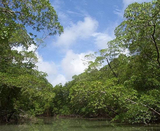 FLORESTA TROPICAL - Estude as características desta vegetação bastante comum no Brasil. FLORESTA TROPICAL - Estude as características desta vegetação bastante comum no Brasil.