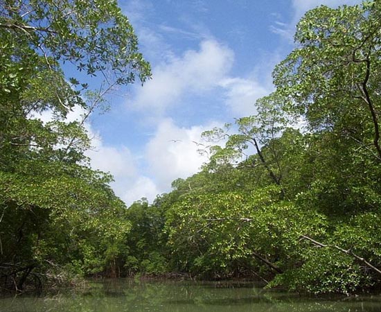 FLORESTA TROPICAL - Estude as características desta vegetação bastante comum no Brasil.