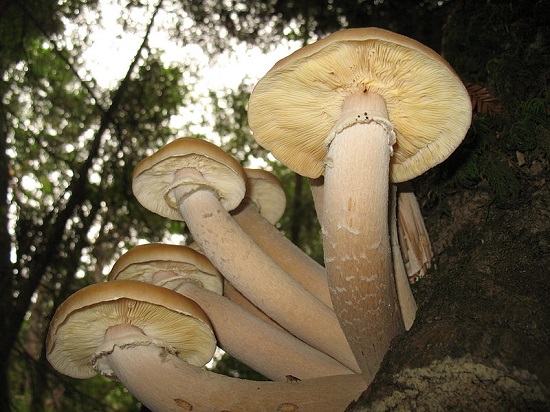 Os fungos são organismos unicelulares ou pluricelulares. Eles são compostos por hifas, filamentos de células que formam uma rede, chamada de micélio.