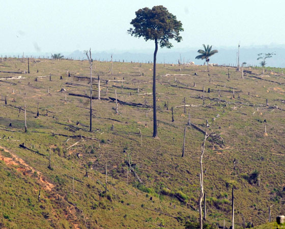 No Enem 2008 a proposta pedia uma resposta para: "Como preservar a floresta Amazônica". Foram sugeridas três possibilidades - suspender imediatamente o desmatamento; dar incentivo financeiros a proprietários que deixarem de desmatar; ou aumentar a fiscalização e aplicar multas a quem desmatar. O Guia publicou duas análises de redação com dicas sobre o tema. Podem ser conferidas <a href="https://beta-develop.guiadoestudante.abril.com.br/blog/redacao-para-o-enem-e-vestibular/analise-da-redacao-tema-como-preservar-a-floresta-amazonica/" target="_blank" rel="noopener">aqui</a> e <a href="https://beta-develop.guiadoestudante.abril.com.br/blog/redacao-para-o-enem-e-vestibular/analise-de-redacao-a-importancia-de-proteger-a-floresta-amazonica/" target="_blank" rel="noopener">aqui</a>. Sobre o assunto, <a href="https://beta-develop.guiadoestudante.abril.com.br/curso-enem-play/atualidades-ciencias-e-meio-ambiente-desmatamento/" target="_blank" rel="noopener">vale a pena conferir um texto de atualidades</a> do Curso Enem.