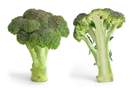 Vegetais de folhas verdes escuras como couve, espinafre e brócolis são ótimas fontes de vitamina E - que é um antioxidante, ou seja, ajuda a combater e neutralizar os radicais livres, que danificam as membranas celulares - e ácido fólico. Imagina-se que o ácido fólico protege o cérebro através da redução de aminoácidos no sangue. Altos níveis de aminoácidos como a homocisteína, por exemplo, pode levar à degeneração dos neurônios. (Imagem: Wikimedia Commons) Vegetais de folhas verdes escuras como couve, espinafre e brócolis são ótimas fontes de vitamina E - que é um antioxidante, ou seja, ajuda a combater e neutralizar os radicais livres, que danificam as membranas celulares - e ácido fólico. Imagina-se que o ácido fólico protege o cérebro através da redução de aminoácidos no sangue. Altos níveis de aminoácidos como a homocisteína, por exemplo, pode levar à degeneração dos neurônios. (Imagem: Wikimedia Commons)