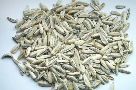 Sementes em geral, como as de girassol, também são ótimas fontes de vitamina E. Menos de 30 gramas de sementes de girassol secas contêm 30% da quantidade de vitamina E recomendada para um dia. Você pode jogar algumas delas em cima de uma salada, por exemplo, para dar um boom no seu cérebro. (Imagem: Wikimedia Commons) Sementes em geral, como as de girassol, também são ótimas fontes de vitamina E. Menos de 30 gramas de sementes de girassol secas contêm 30% da quantidade de vitamina E recomendada para um dia. Você pode jogar algumas delas em cima de uma salada, por exemplo, para dar um boom no seu cérebro. (Imagem: Wikimedia Commons)