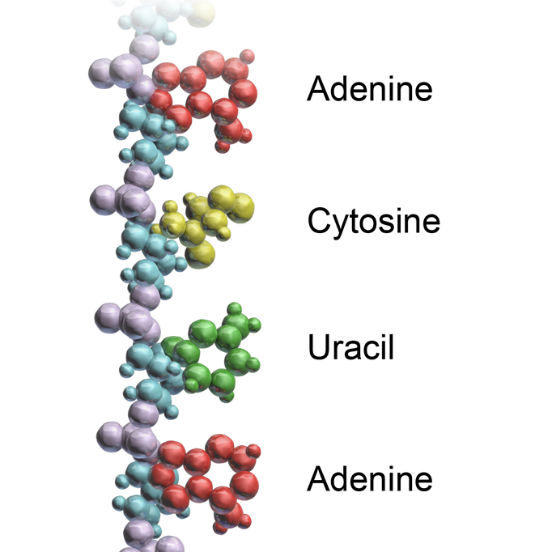 A molécula de RNA é consequência do processo de transcrição do DNA. Nele, as cadeias do DNA se separam e uma delas serve de molde para o RNA (a outra cadeia permanece inativa durante todo o processo). Assim, o RNA apresenta apenas uma cadeia simples, composta por diversos nucleotídeos. Sua função está intimamente ligada ao DNA, auxiliando a coordenar os processos celulares.