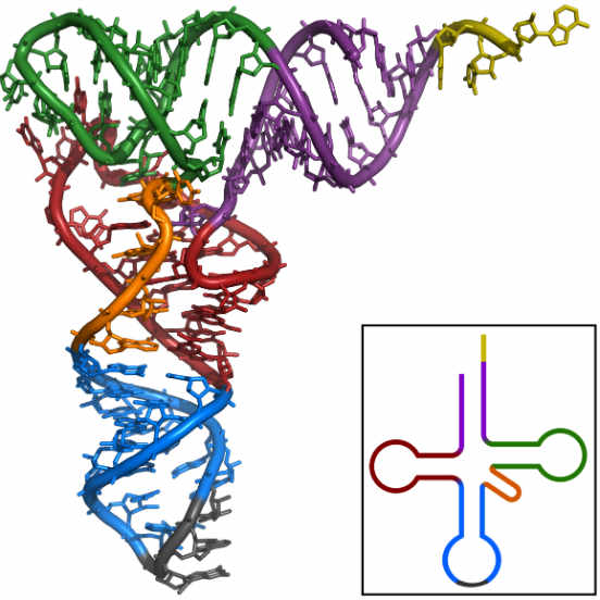 Os diferentes tipos de RNA estão diretamente envolvidos no processo de síntese proteica. Ele pode ser classificado em três formas diferentes, de acordo com sua estrutura e função: RNA ribossômico (RNAr), RNA mensageiro (RNAm) e RNA transportador (RNAt). O RNAr, tipo de RNA mais abundante nas células, é o constituinte primário dos ribossomos; o RNAm atua com os ribossomos na sintese proteica; o RNAt carrega os aminoácidos utilizados para a síntese das proteínas. A imagem representa a estrutura do RNAt, que estruturalmente lembra um trevo de quatro folhas. Os diferentes tipos de RNA estão diretamente envolvidos no processo de síntese proteica. Ele pode ser classificado em três formas diferentes, de acordo com sua estrutura e função: RNA ribossômico (RNAr), RNA mensageiro (RNAm) e RNA transportador (RNAt). O RNAr, tipo de RNA mais abundante nas células, é o constituinte primário dos ribossomos; o RNAm atua com os ribossomos na sintese proteica; o RNAt carrega os aminoácidos utilizados para a síntese das proteínas. A imagem representa a estrutura do RNAt, que estruturalmente lembra um trevo de quatro folhas.