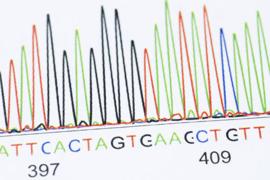 As bases nitrogenadas podem pertencer a dois grupos, o das bases púricas (adenina e guanina) e o das pirimídicas (timina, citosina e uracila). As bases púricas existem tanto no DNA quanto no RNA. Já das bases pirimídicas, a timina é exclusiva do DNA e a uracila do RNA, enquanto a citosina é comum para ambos.