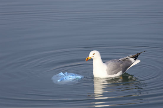 O relatório da Surfrider