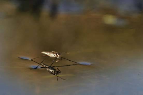 FSP-USP abre inscrições para pós em Entomologia em Saúde Pública