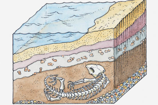 Acredita-se que o petróleo tenha se formado como resultado da decomposição de matéria orgânica soterrada, como fósseis de vegetais e animais. As variações de temperatura e pressão que essa matéria sofreu ao longo de milhões de anos levaram a uma transformação química que deu origem ao petróleo. (Imagem: Thinkstock) Acredita-se que o petróleo tenha se formado como resultado da decomposição de matéria orgânica soterrada, como fósseis de vegetais e animais. As variações de temperatura e pressão que essa matéria sofreu ao longo de milhões de anos levaram a uma transformação química que deu origem ao petróleo. (Imagem: Thinkstock)