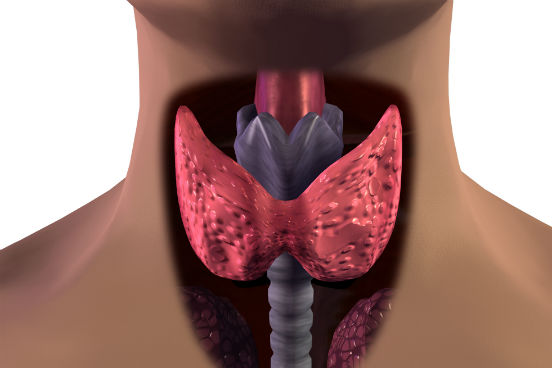 O iodo faz parte da composição de dois hormônios da glândula tireoide, a tiroxina e a triiodotiroxina. Esses hormônios têm grande importância no desenvolvimento do nosso organismo e na manutenção do funcionamento de vários órgãos vitais. (Imagem: Thinkstock) O iodo faz parte da composição de dois hormônios da glândula tireoide, a tiroxina e a triiodotiroxina. Esses hormônios têm grande importância no desenvolvimento do nosso organismo e na manutenção do funcionamento de vários órgãos vitais. (Imagem: Thinkstock)