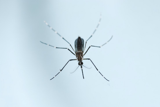 Você certamente já deve ter ouvido falar do zika vírus, que foi identificado no Brasil pela primeira vez em abril de 2015. Recentemente, a Organização Mundial da Saúde (OMS) confirmou a ligação do vírus a casos de microcefalia. Ela também está analisando uma possível relação do vírus com outra doença, a síndrome de Guillain-Barré. Saiba mais sobre a origem, a transmissão e os sintomas do zika a seguir. (Imagem: Thinkstock) Você certamente já deve ter ouvido falar do zika vírus, que foi identificado no Brasil pela primeira vez em abril de 2015. Recentemente, a Organização Mundial da Saúde (OMS) confirmou a ligação do vírus a casos de microcefalia. Ela também está analisando uma possível relação do vírus com outra doença, a síndrome de Guillain-Barré. Saiba mais sobre a origem, a transmissão e os sintomas do zika a seguir. (Imagem: Thinkstock)