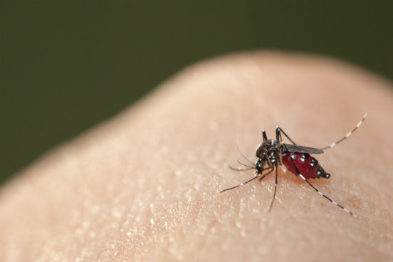 No Brasil, o zika vírus é transmitido pelo Aedes aegypti, mesmo mosquito transmissor da dengue e da febre chikungunya. A infecção acontece quando a fêmea do mosquito pica uma pessoa com o vírus e depois, para se alimentar novamente, pica outra que não tem o vírus. (Imagem: Thinkstock) No Brasil, o zika vírus é transmitido pelo Aedes aegypti, mesmo mosquito transmissor da dengue e da febre chikungunya. A infecção acontece quando a fêmea do mosquito pica uma pessoa com o vírus e depois, para se alimentar novamente, pica outra que não tem o vírus. (Imagem: Thinkstock)