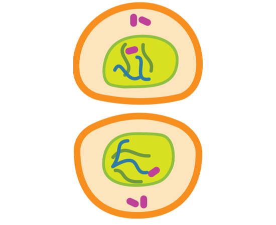 Guia do Estudante - Biologia - 2013 Guia do Estudante - Biologia - 2013