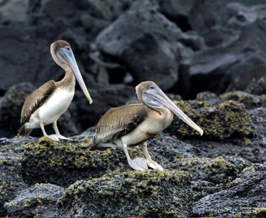 LAMARCK E DARWIN - Estude sobre o Lamarckismo, o Darwinismo, sobre a luta pela sobrevivência, a seleção natural e especiação.