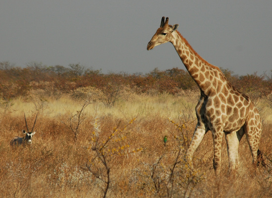 A ideia da seleção natural aprimora a teoria do cientista francês Lamarck, que era bem aceita na época. Segundo ele, o ambiente causava mudanças necessárias nos indivíduos para que eles sobrevivessem, desenvolvendo ou atrofiando músculos e órgãos, e essas características eram passadas para seus descendentes. Hoje se sabe que características adquiridas ao longo da vida não são passadas adiante. Apenas as características genéticas são transmitidas pelas gerações.