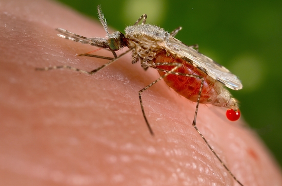 Causada pelo protozoário Plasmodium, a Malária é transmitida pela picada do mosquito Anopheles ou por transfusão ou contato com sangue. Os sintomas são dores de cabeça, fadiga, anemia, febre e náuseas. Não existe vacina para prevenir a doença. No Brasil, 99.5% dos casos ocorrem na área da Amazônia Legal (AC, AP, AM, PA, RO, RR, TO, MT e MA). (Foto: Creative Commons)