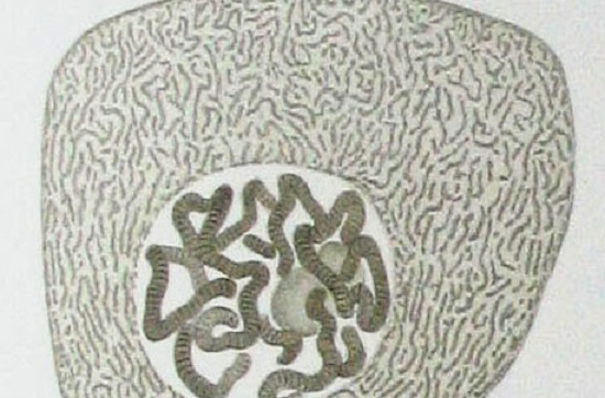 O núcleo contém o DNA celular e controla as atividades da célula por meio dos genes; enquanto os nucléolos estão no interior do núcleo - é lá que ocorre a síntese de ribossomos. (Foto: Creative Commons) O núcleo contém o DNA celular e controla as atividades da célula por meio dos genes; enquanto os nucléolos estão no interior do núcleo - é lá que ocorre a síntese de ribossomos. (Foto: Creative Commons)