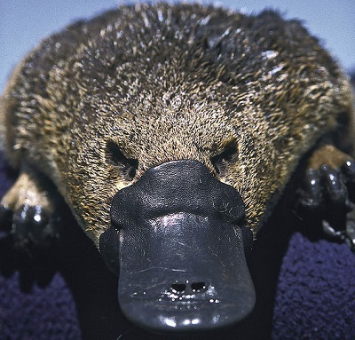 O relevo da Austrália costuma ser baixo, com amplas planícies nas regiões litorâneas e planaltos rebaixados no interior do continente. A flora é marcada pela presença de plantas xerófilas. E a fauna do país é famosa, tudo por conta de animais únicos, como o canguru, o coala, o ornitorrinco e o diabo da tasmânia. (Foto: Wikimedia Commons) O relevo da Austrália costuma ser baixo, com amplas planícies nas regiões litorâneas e planaltos rebaixados no interior do continente. A flora é marcada pela presença de plantas xerófilas. E a fauna do país é famosa, tudo por conta de animais únicos, como o canguru, o coala, o ornitorrinco e o diabo da tasmânia. (Foto: Wikimedia Commons)