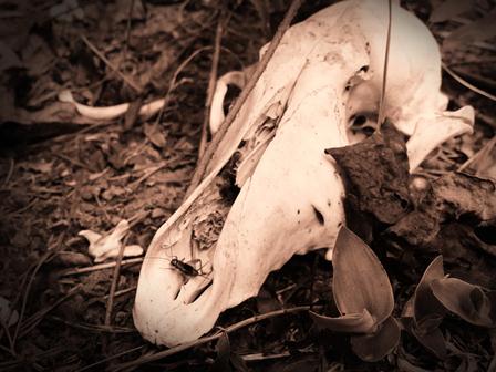 FFCLRP/USP oferece bolsa de pós-doutorado em Paleontologia